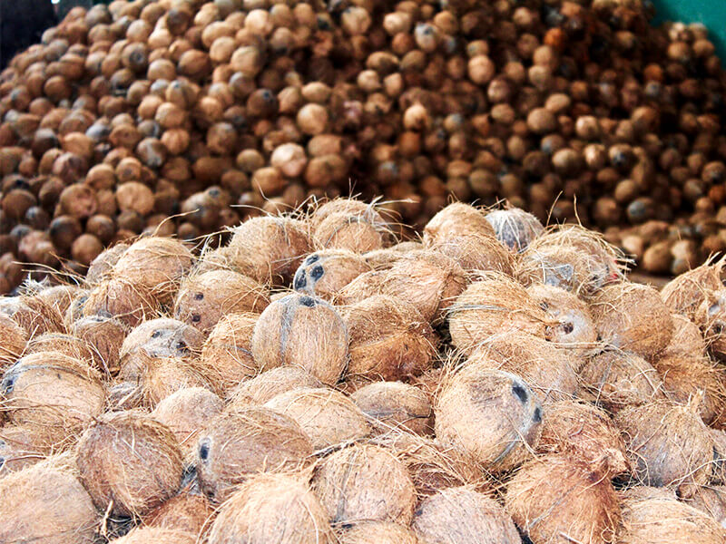 deshelling-coconut-storing-area